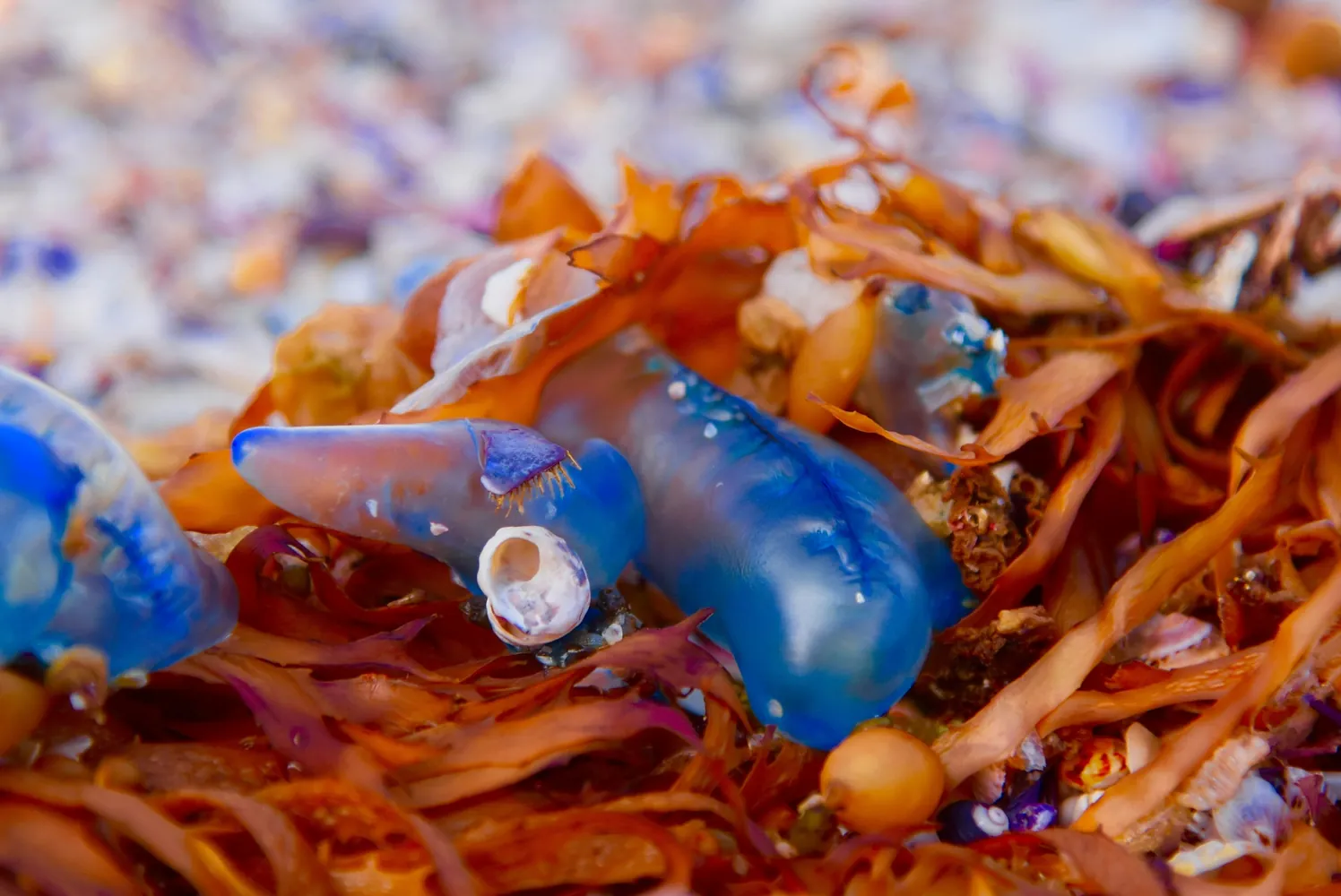 Assessing How Microplastic Invasion Threatens Oceanic Life Forms and Ecosystems