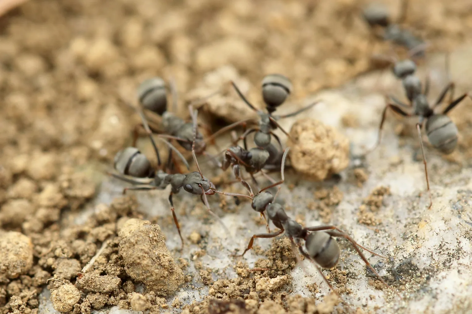 Collective Decision-Making in Ants: Analyzing the Impact of Chemical Signals