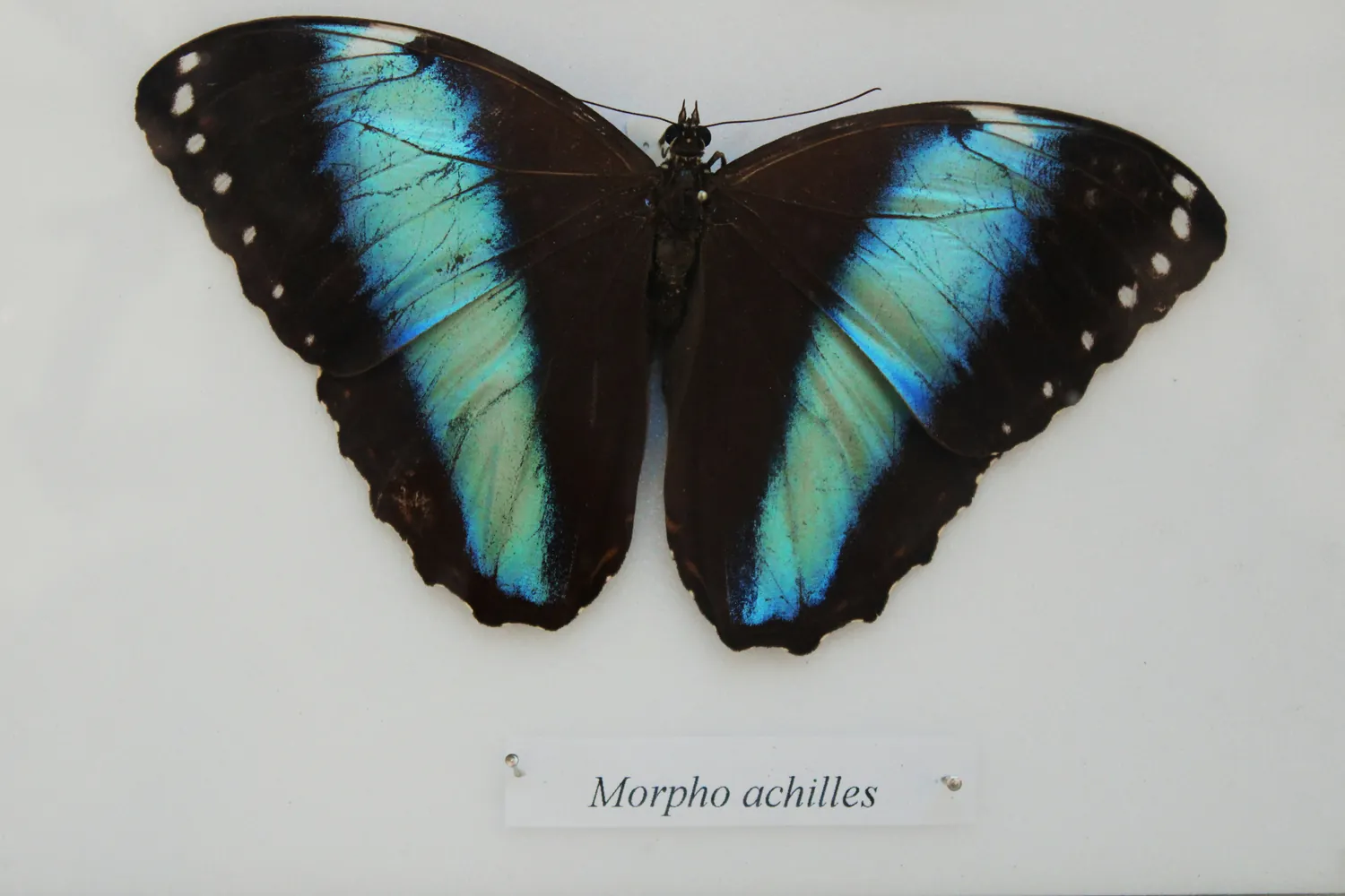 Detailed Analysis of Genetic Mechanisms Driving Color Variability in Butterflies