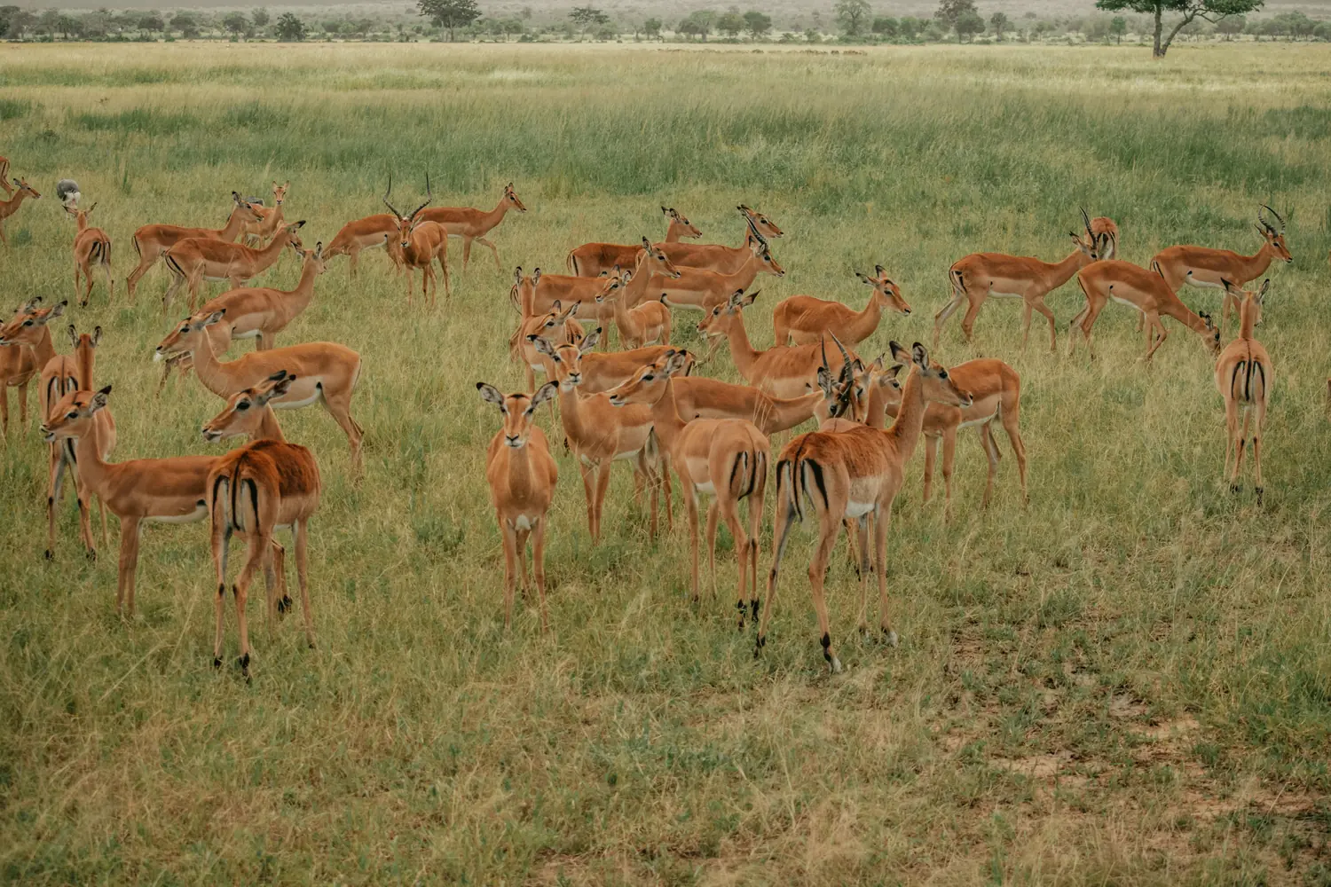Real-World Examples of Genetic Drift Affecting Animal Populations